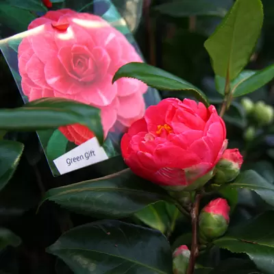 Camelia - January Plant of the Moment