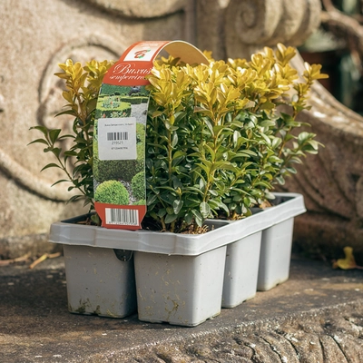 Buxus Hedging 6 Pack - image 1