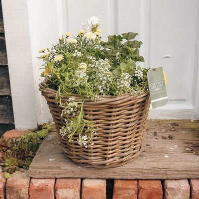 Grey Willow Large Round Basket Planter ‘Yellow & White’ - image 1