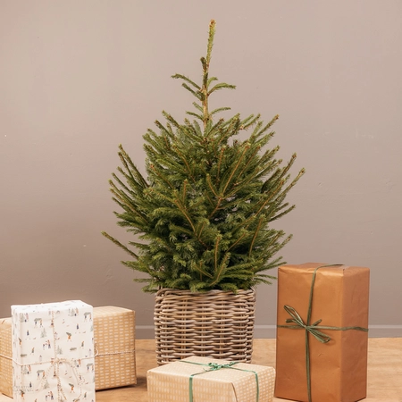 2ft Potted Christmas Tree - image 1