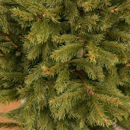 2ft Potted Christmas Tree - image 2