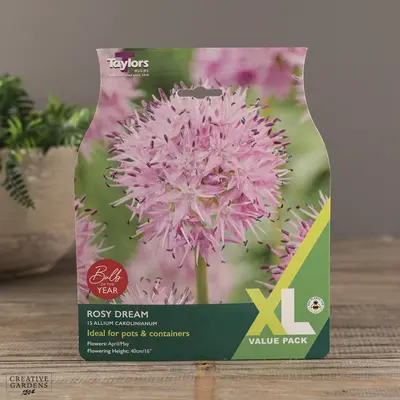 Allium Carolinianum Rosy Dream