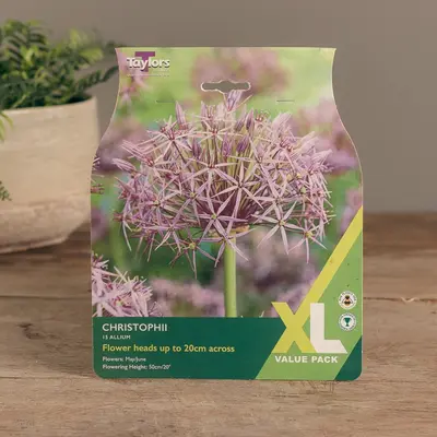 Allium Christophii