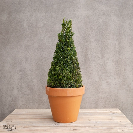 Buxus Pyramid 50-60cm - image 1