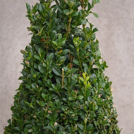 Buxus Pyramid 50-60cm - image 2