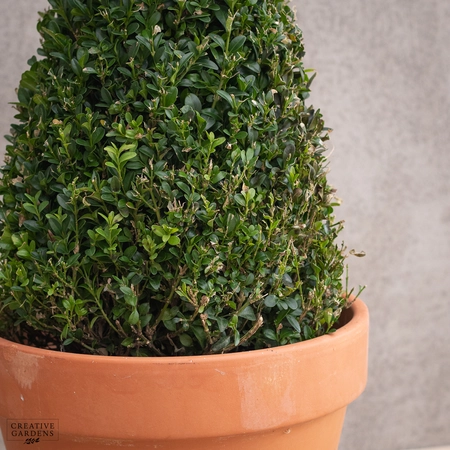 Buxus Pyramid 50-60cm - image 3