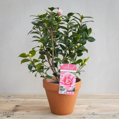 Camelia Mix 3L