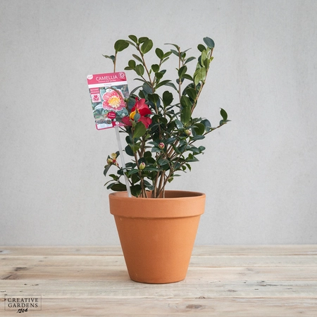 Camellia Sas. 'Yuletide Red' - image 1