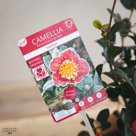 Camellia Sas. 'Yuletide Red' - image 2