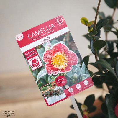 Camellia Sas. 'Yuletide Red' - image 2