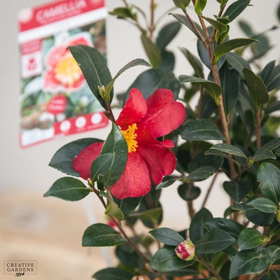 Camellia Sas. 'Yuletide Red' - image 3