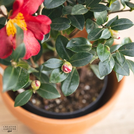 Camellia Sas. 'Yuletide Red' - image 4