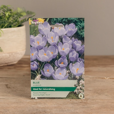 Crocus Blue