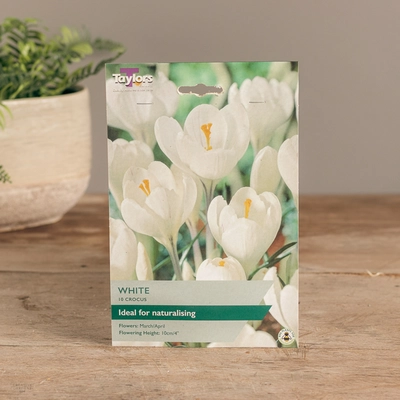 Crocus White
