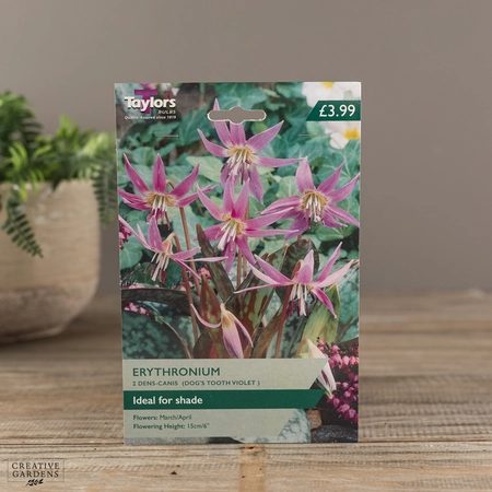 Erythronium Dens-Canis