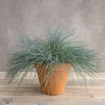 Festuca Intense Blue 2L - image 1