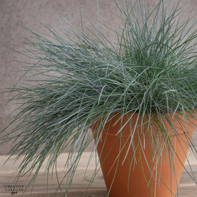 Festuca Intense Blue 2L - image 2