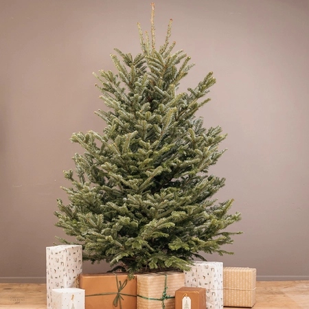 Fresh Cut Fraser Fir 6ft - image 1