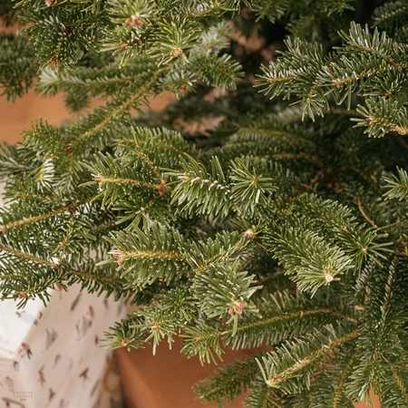 Fresh Cut Fraser Fir 6ft - image 4