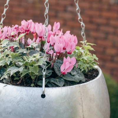 Galvanised Zinc Hanging Planter ‘Purples & Pinks’ - image 3