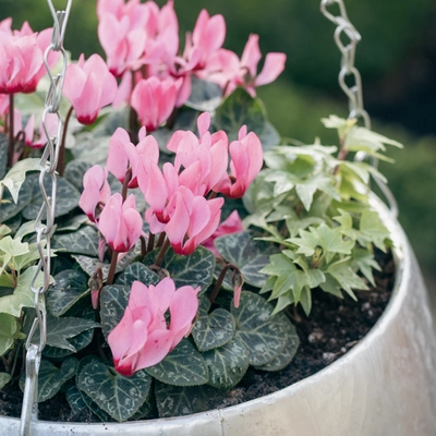 Galvanised Zinc Hanging Planter ‘Purples & Pinks’ - image 4