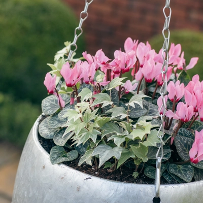 Galvanised Zinc Hanging Planter ‘Purples & Pinks’ - image 5