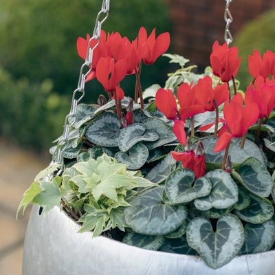 Galvanised Zinc Hanging Planter ‘Rich Reds’ - image 3