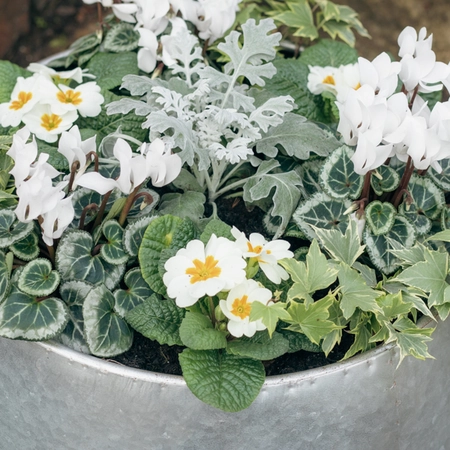 Galvanised Zinc Planter ‘Fresh Greens & Whites’ - image 3