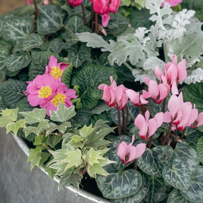 Galvanised Zinc Planter ‘Pinks & Purples’ - image 4