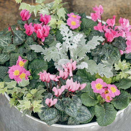 Galvanised Zinc Planter ‘Pinks & Purples’ - image 5