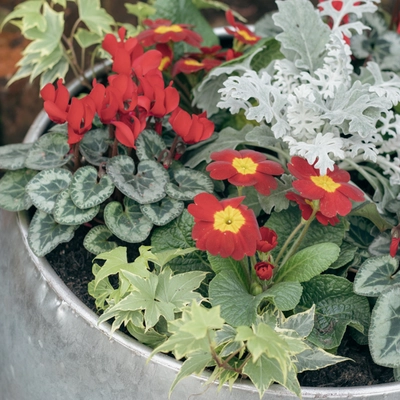 Galvanised Zinc Planter ‘Rich Reds’ - image 4