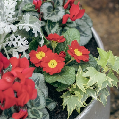 Galvanised Zinc Planter ‘Rich Reds’ - image 5