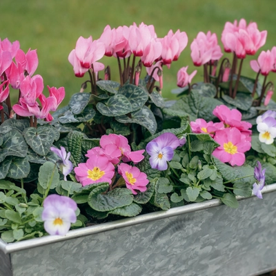 Galvanised Zinc Trough Planter ‘Pinks & Purples’ - image 2