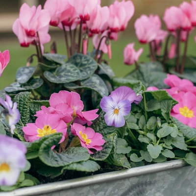 Galvanised Zinc Trough Planter ‘Pinks & Purples’ - image 3