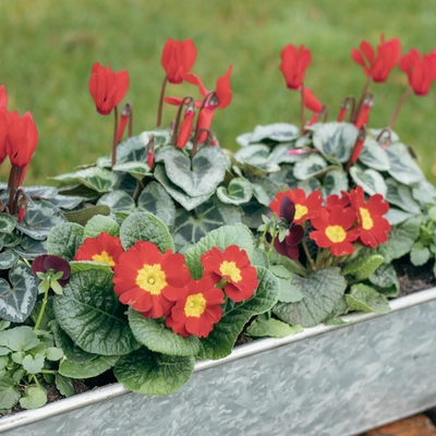 Galvanised Zinc Trough Planter ‘Rich Reds’ - image 2