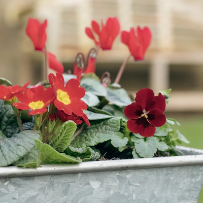 Galvanised Zinc Trough Planter ‘Rich Reds’ - image 3