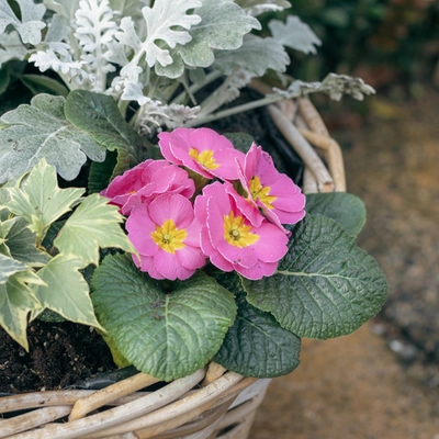 Grey Willow Large Round Basket Planter ‘Pinks & Purples’ - image 4