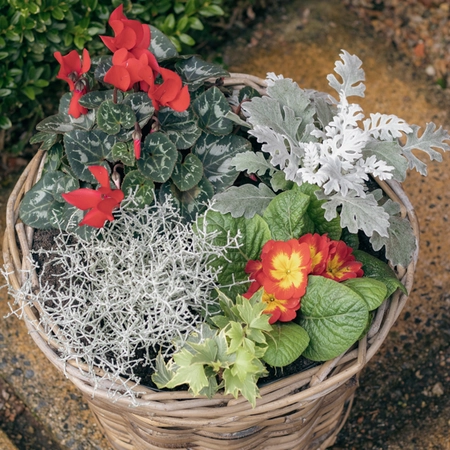 Grey Willow Large Round Basket Planter ‘Rich Reds’ - image 3