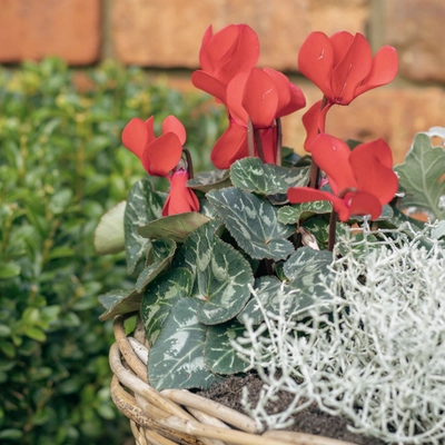 Grey Willow Large Round Basket Planter ‘Rich Reds’ - image 5