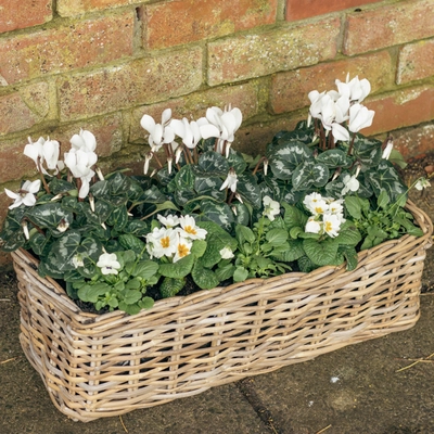 Grey Willow Large Window Box Planter ‘Fresh Greens & Whites’ - image 2