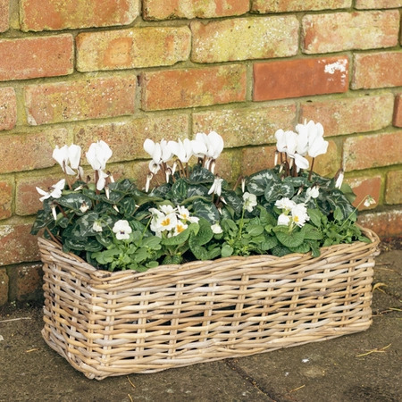 Grey Willow Large Window Box Planter ‘Fresh Greens & Whites’ - image 3