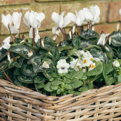 Grey Willow Large Window Box Planter ‘Fresh Greens & Whites’ - image 4