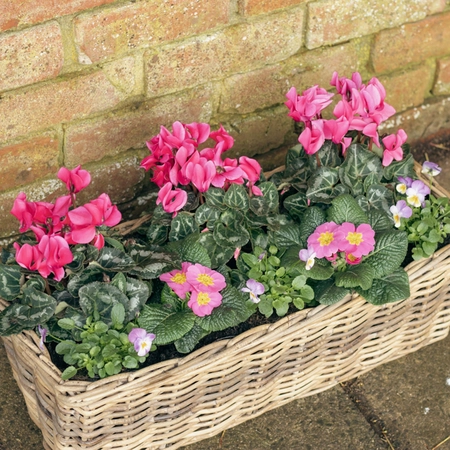 Grey Willow Large Window Box Planter ‘Pinks & Purples’ - image 3