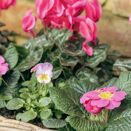 Grey Willow Large Window Box Planter ‘Pinks & Purples’ - image 4