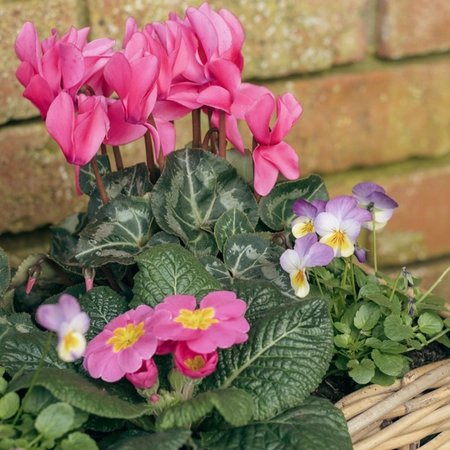 Grey Willow Large Window Box Planter ‘Pinks & Purples’ - image 5