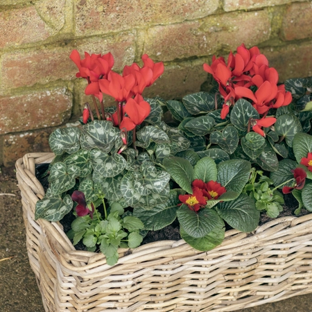 Grey Willow Large Window Box Planter ‘Rich Reds’ - image 3