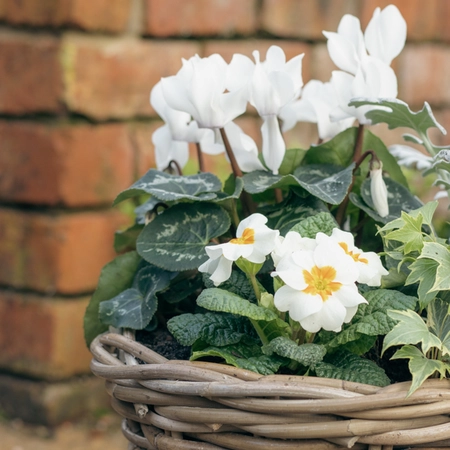 Grey Willow Medium Round Basket Planter ‘Fresh Greens & Whites’ - image 4