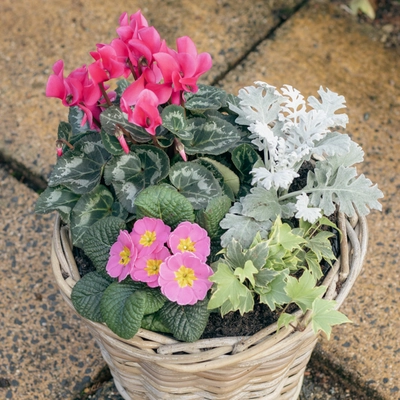 Grey Willow Medium Round Basket Planter ‘Pinks & Purples’ - image 2