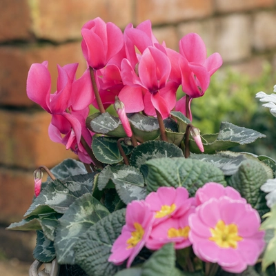 Grey Willow Medium Round Basket Planter ‘Pinks & Purples’ - image 3