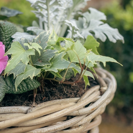 Grey Willow Medium Round Basket Planter ‘Pinks & Purples’ - image 4